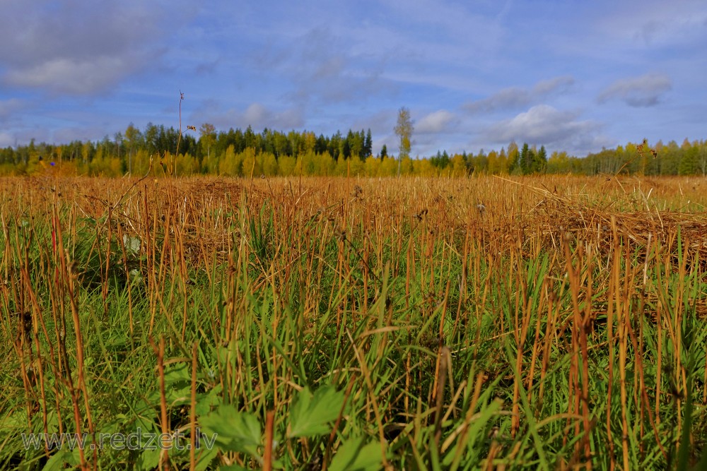 Labības rugāju tuvplāns rudenī
