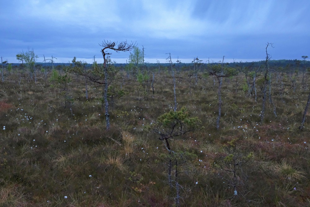 Tīrspurvs (Dunika) Bog