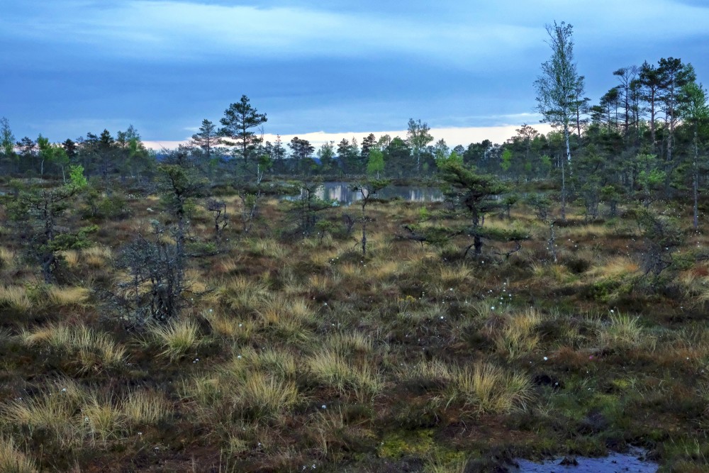 Tīrspurvs (Dunikas tīrelis)