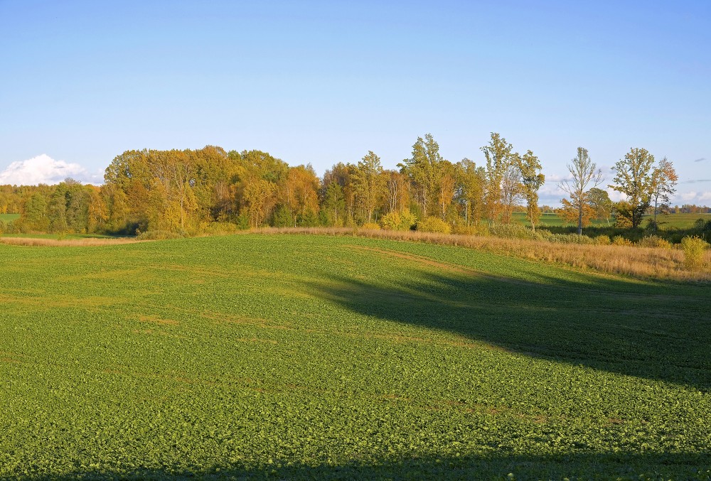 Ziemas rapsis, rudens ainava Ziemas rapsis, rudens ainava