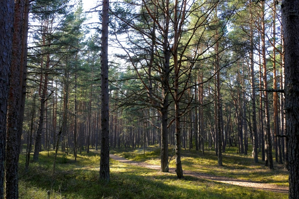 Pine Forest By The Sea