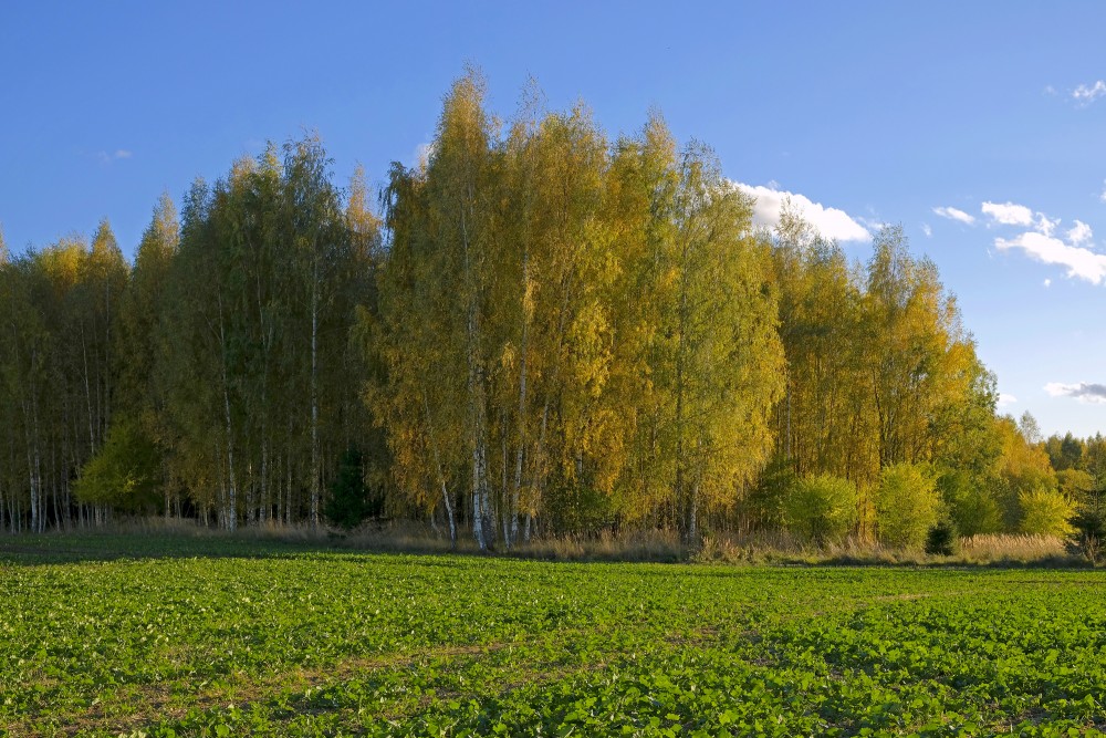 Rudens ainava, bērzu birzs