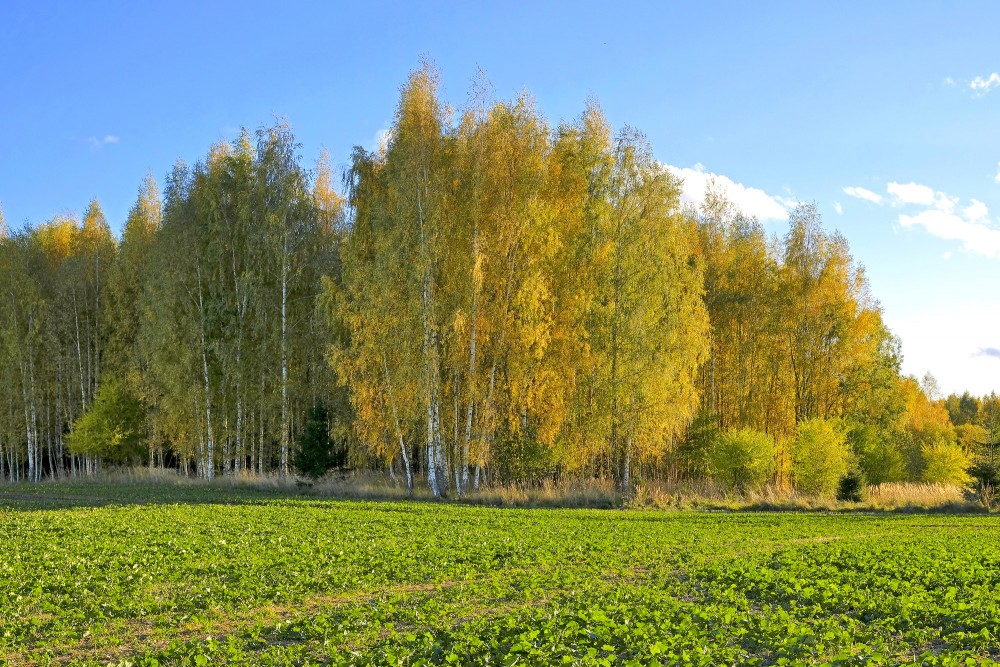 Rudens ainava, bērzu birzs