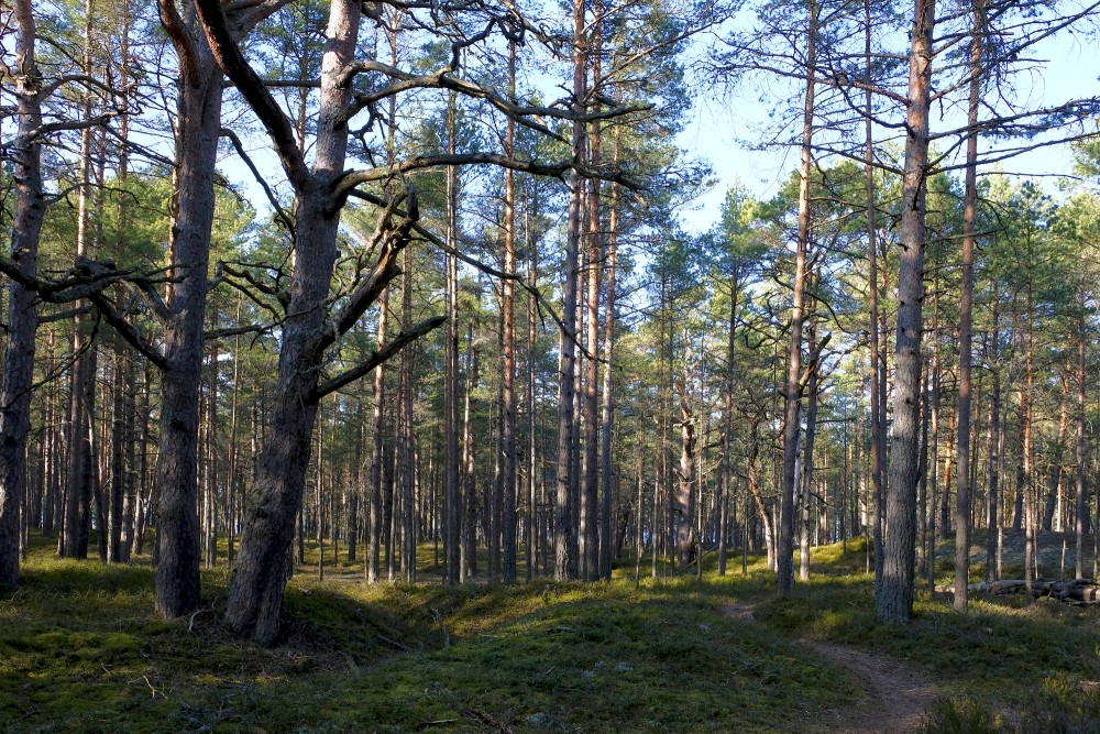 Pine Forest By The Sea