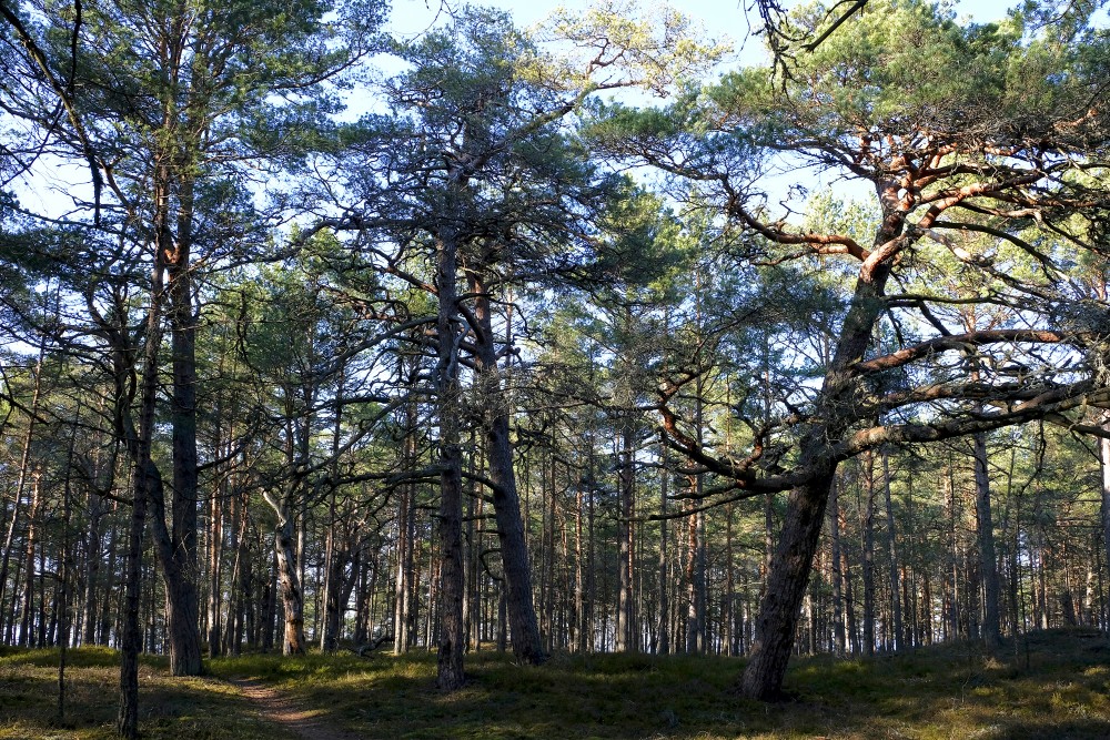 Pine Forest By The Sea
