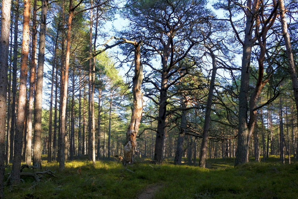 Pine Forest By The Sea