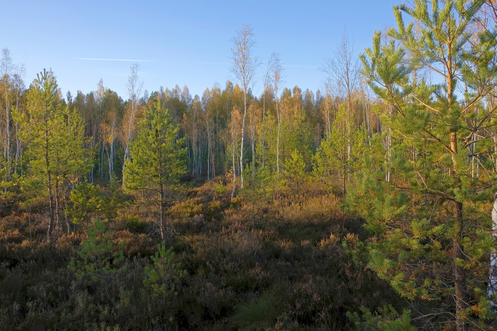 Vasenieki Bog