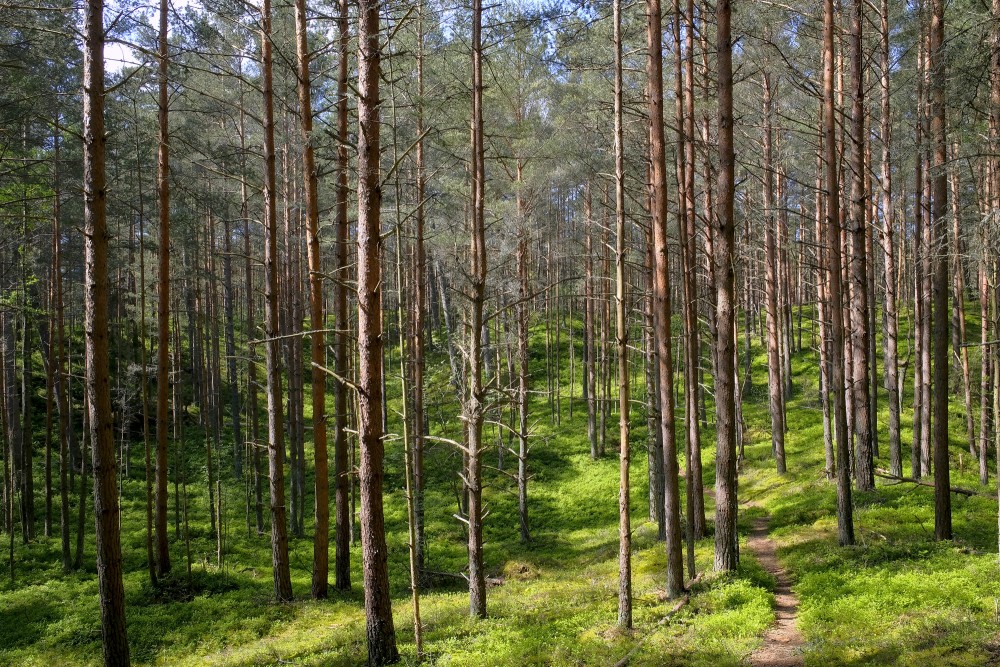 Bernātu piejūras dabas parks, priežu mežs
