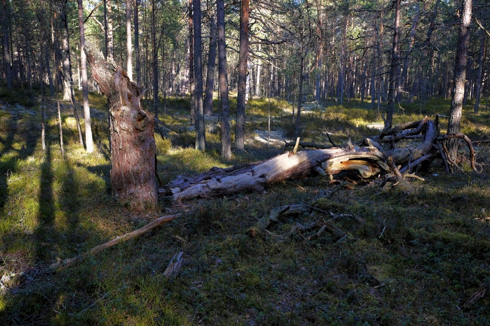 Fallen Tree In A Pine Forest
