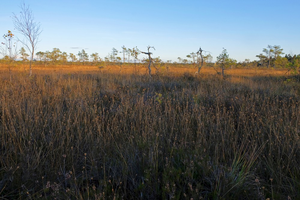 Vasenieki Swamp in Autumn