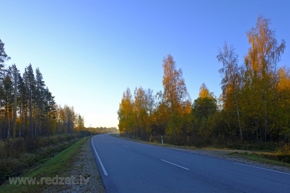 Road Through the Forest in the Autumn Morning