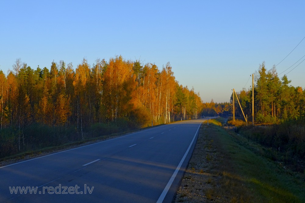 Road Through the Forest in the Autumn Morning