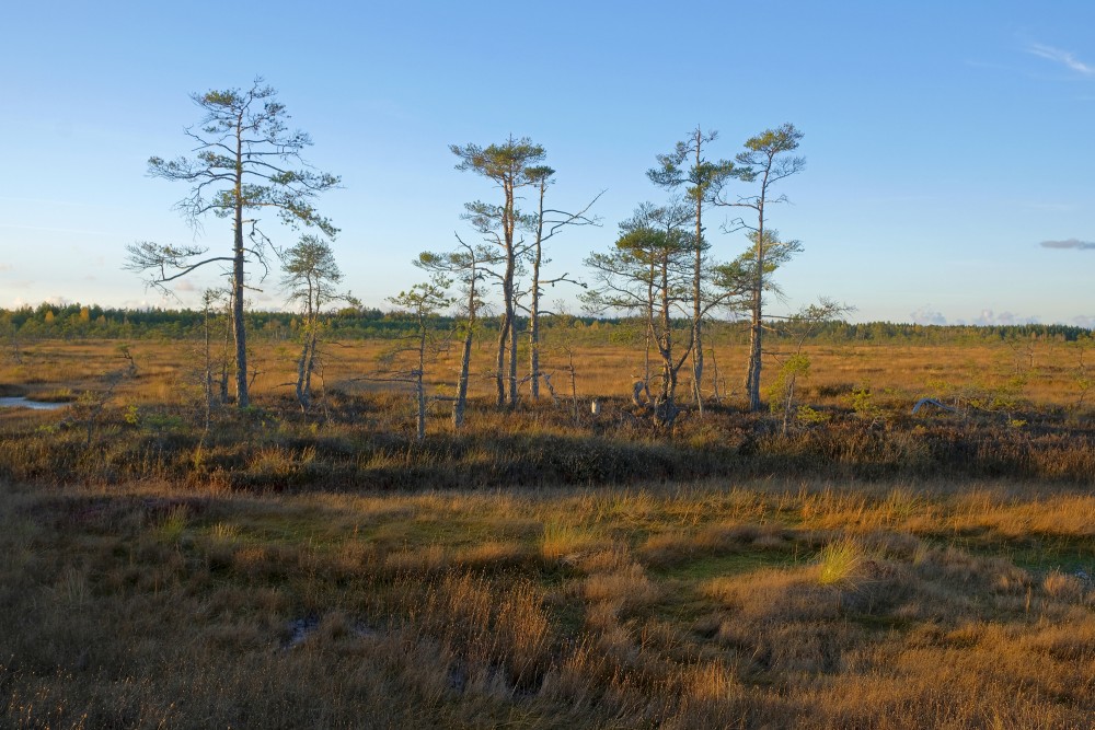 Vasenieki Swamp in Autumn