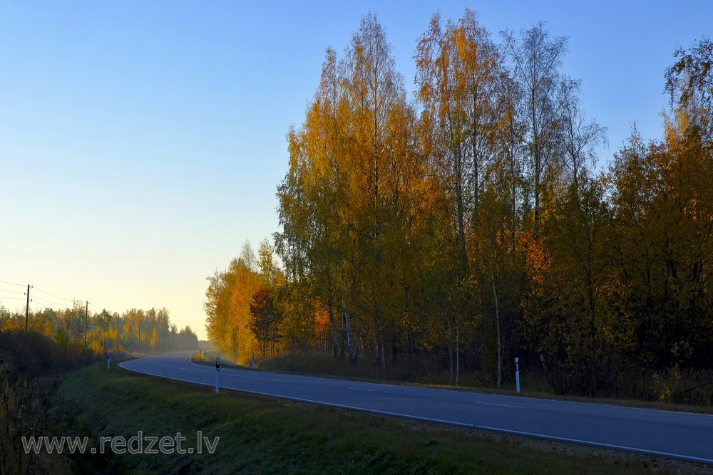 Bērzi gar ceļu rudenī, rīta gaismā