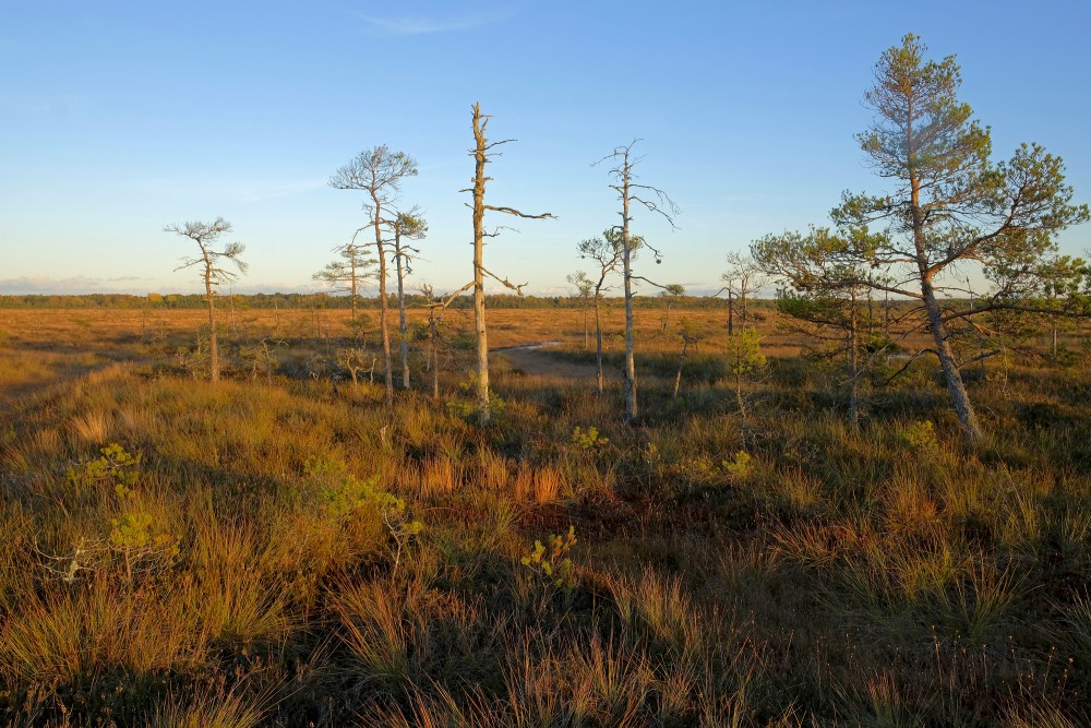 Vasenieki Swamp in Autumn