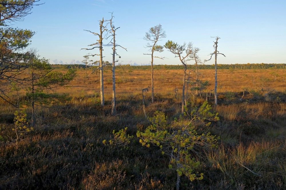 Vasenieku purva rudens ainava