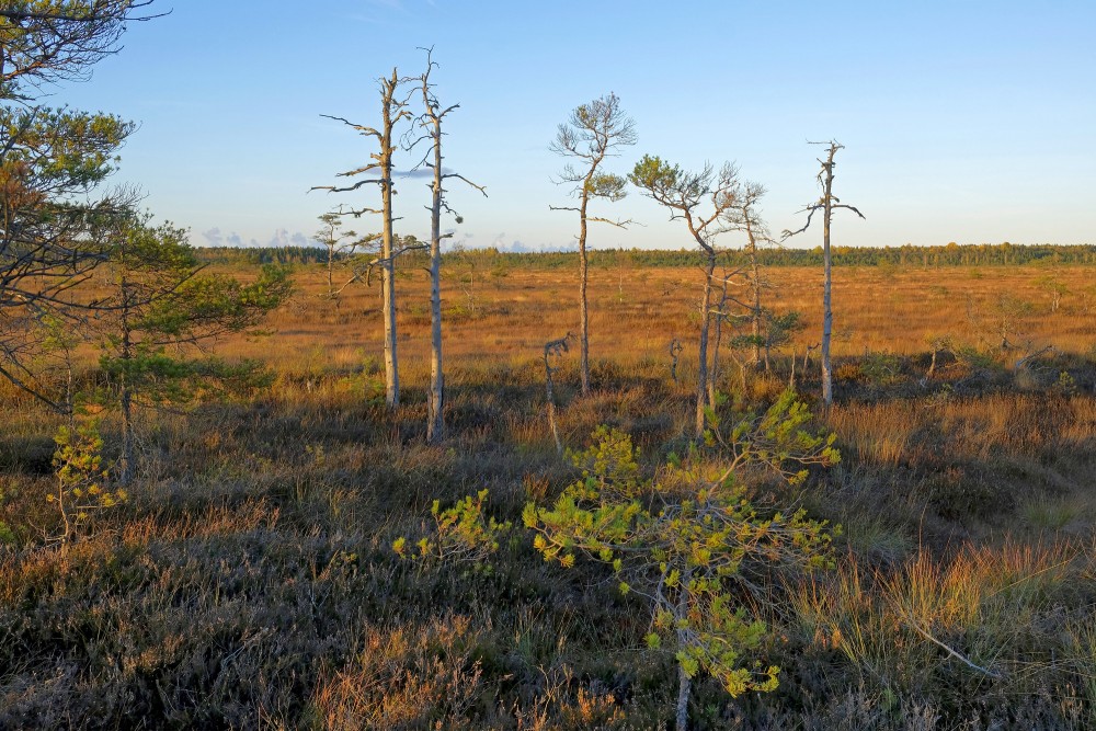 Vasenieku purva rudens ainava