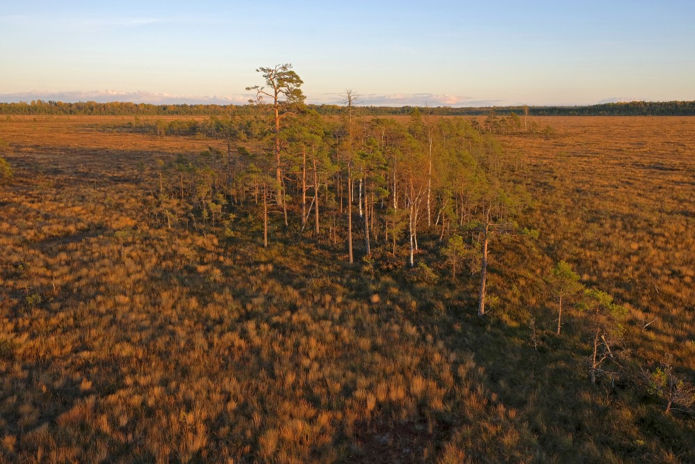 Vasenieku purva rudens ainava