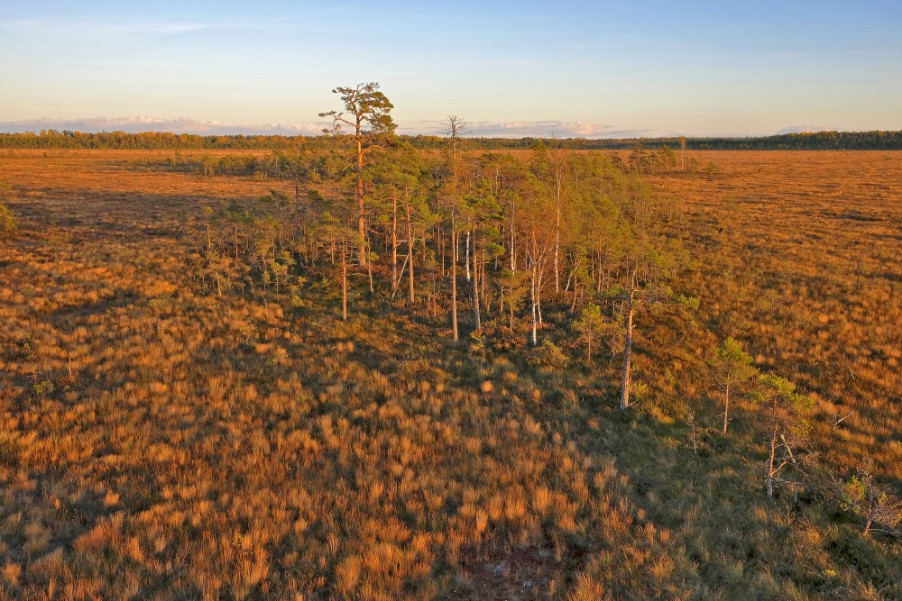 Vasenieku purva rudens ainava