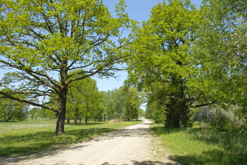 Pavasara ainava, ceļš