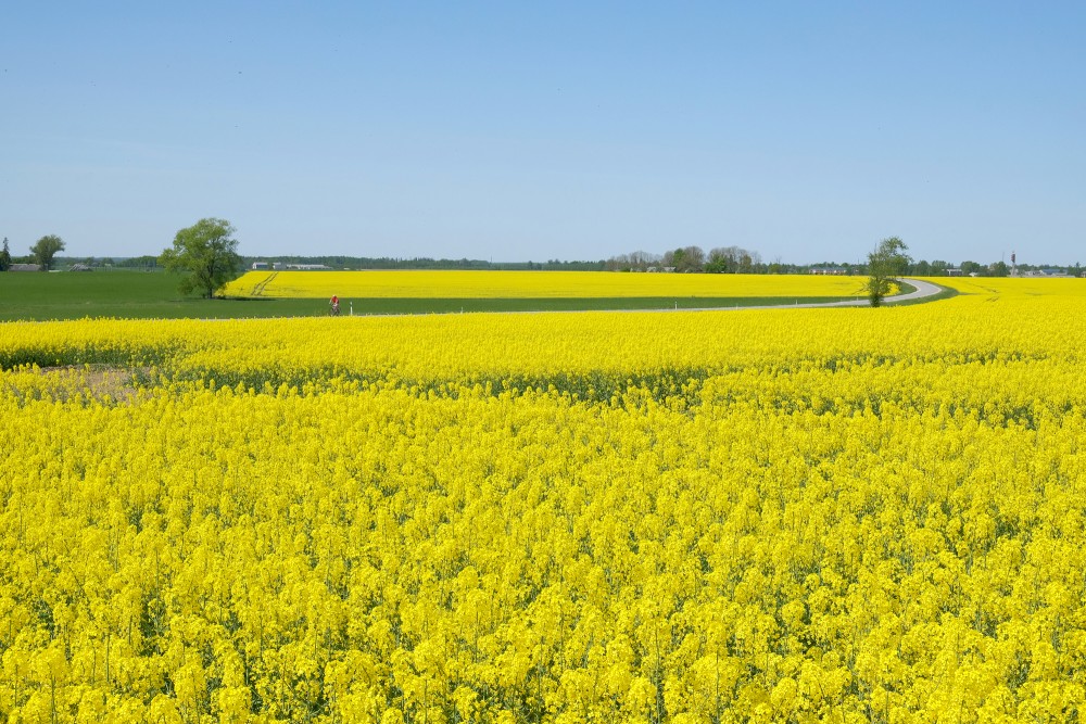 Canola Field, Landscape