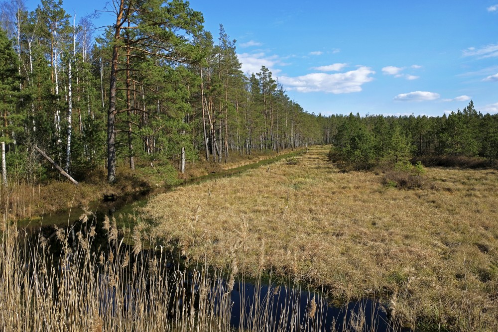 Natural Peat Pits In The Ķemeri Bog