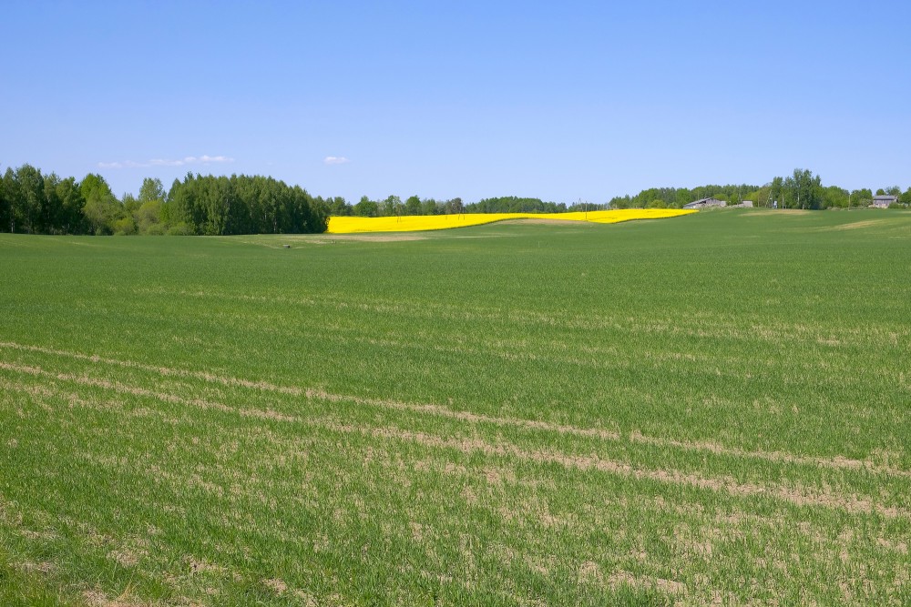 Labības lauks pavasarī, ainava