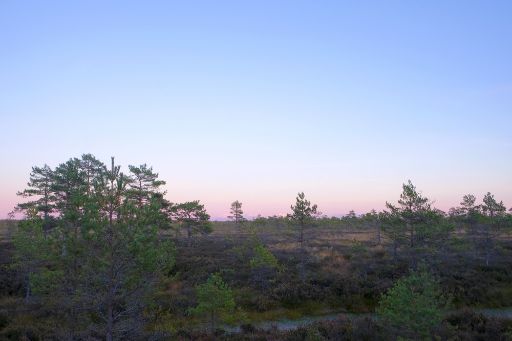 Vasenieki Bog