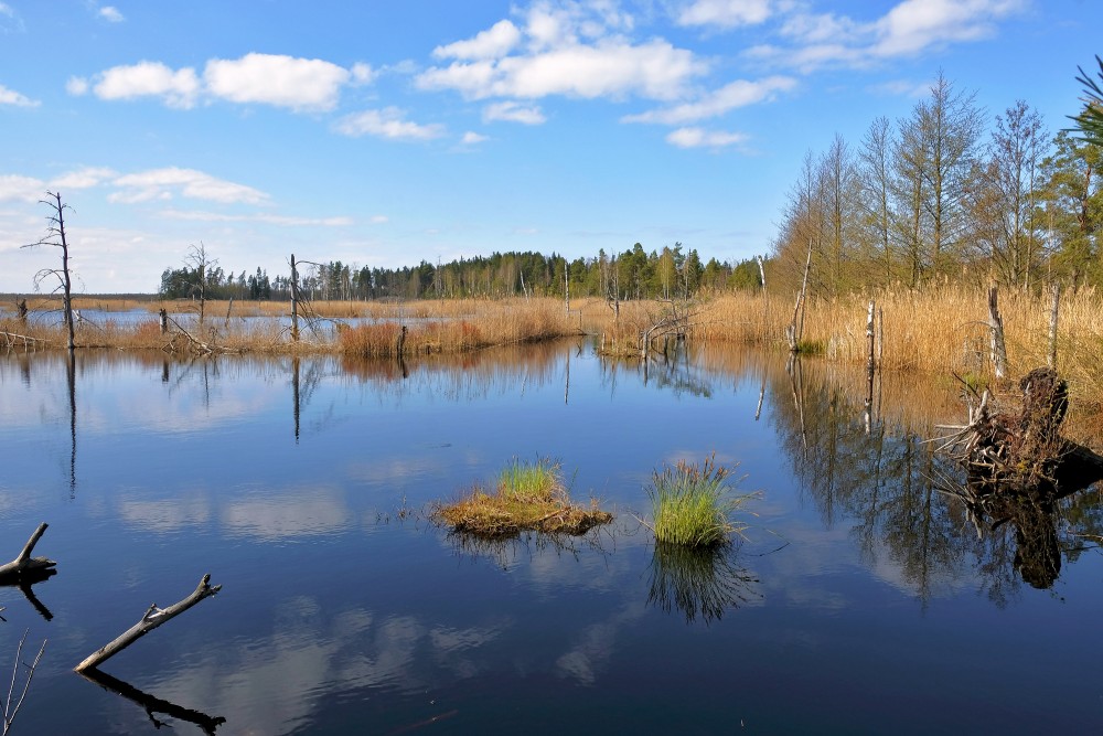 Natural Peat Pits In The Ķemeri Bog