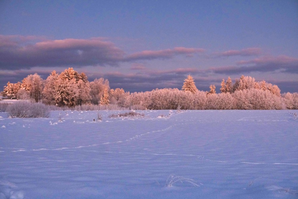 Ziemas rīta ainava, apsarmojuši koki