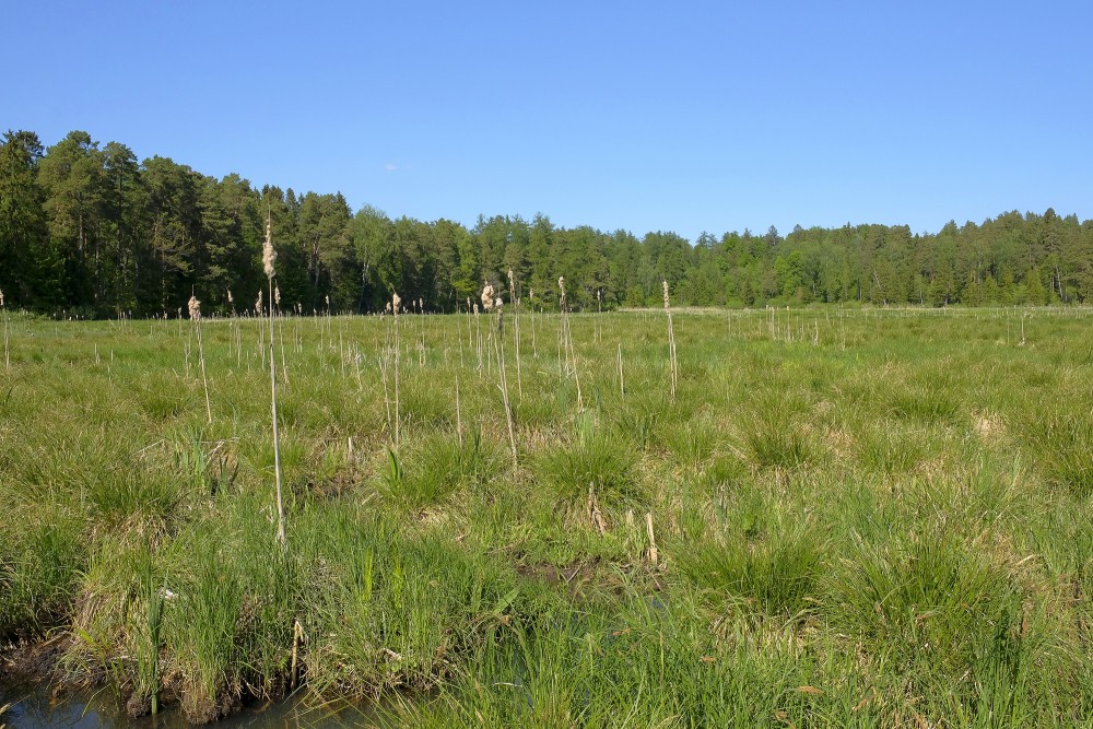 Grass Marsh in Kazdanga Park