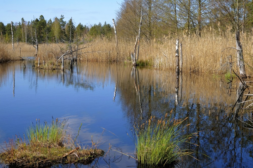 Natural Peat Pits In The Ķemeri Bog