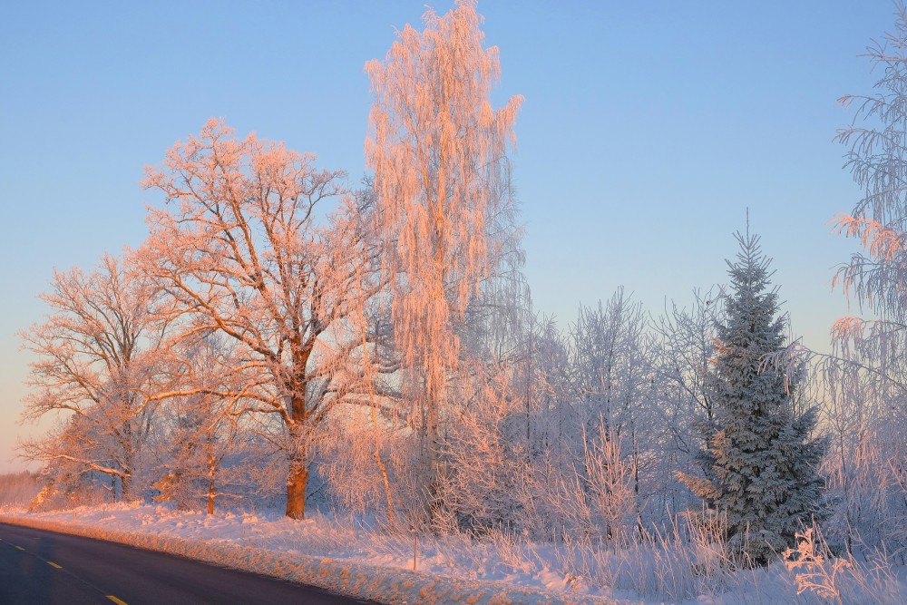 Ziemas rīts, apsarmojuši koki