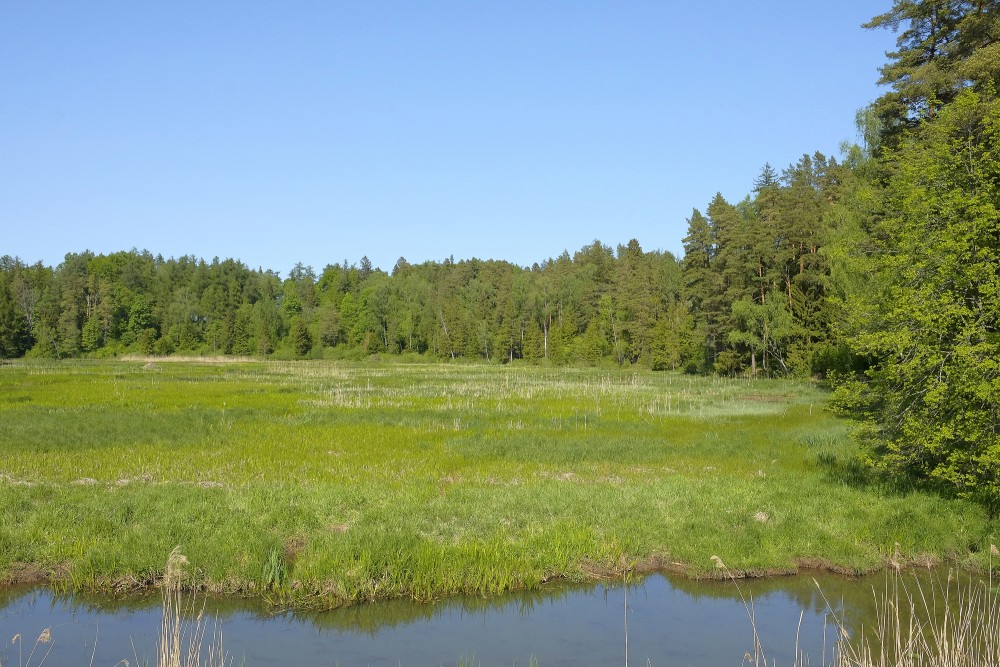 Zāļu purvs Kazdangas parkā