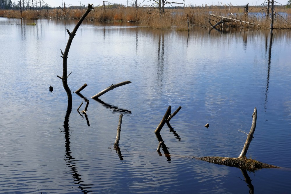Natural Peat Pits In The Ķemeri Bog
