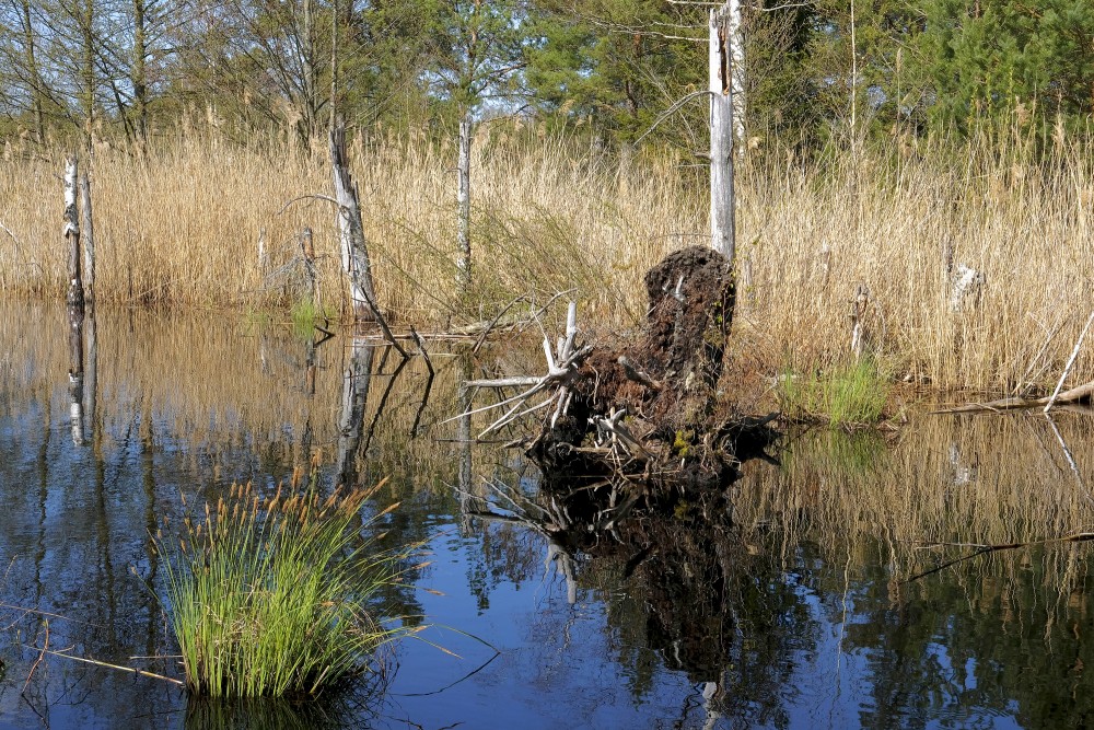 Natural Peat Pits In The Ķemeri Bog