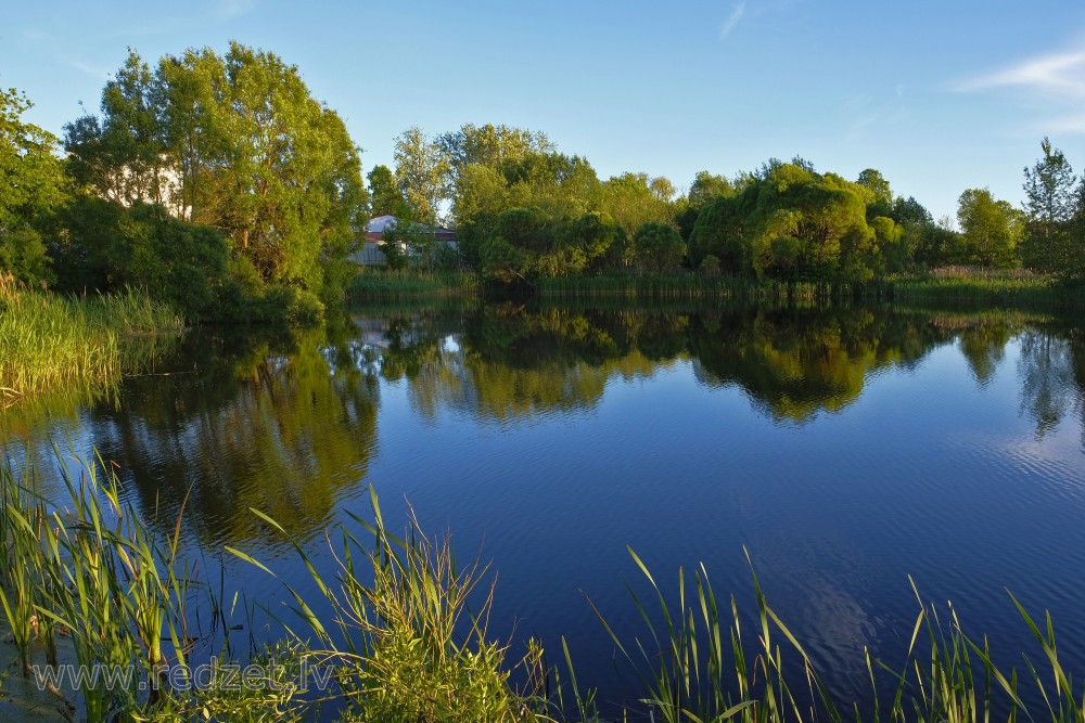 Koku atspulgs ūdenī Koku atspulgs ūdenī