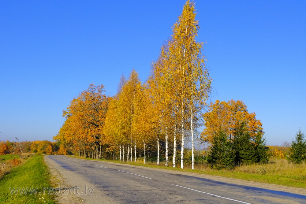 Autumn Birch on a Side Road