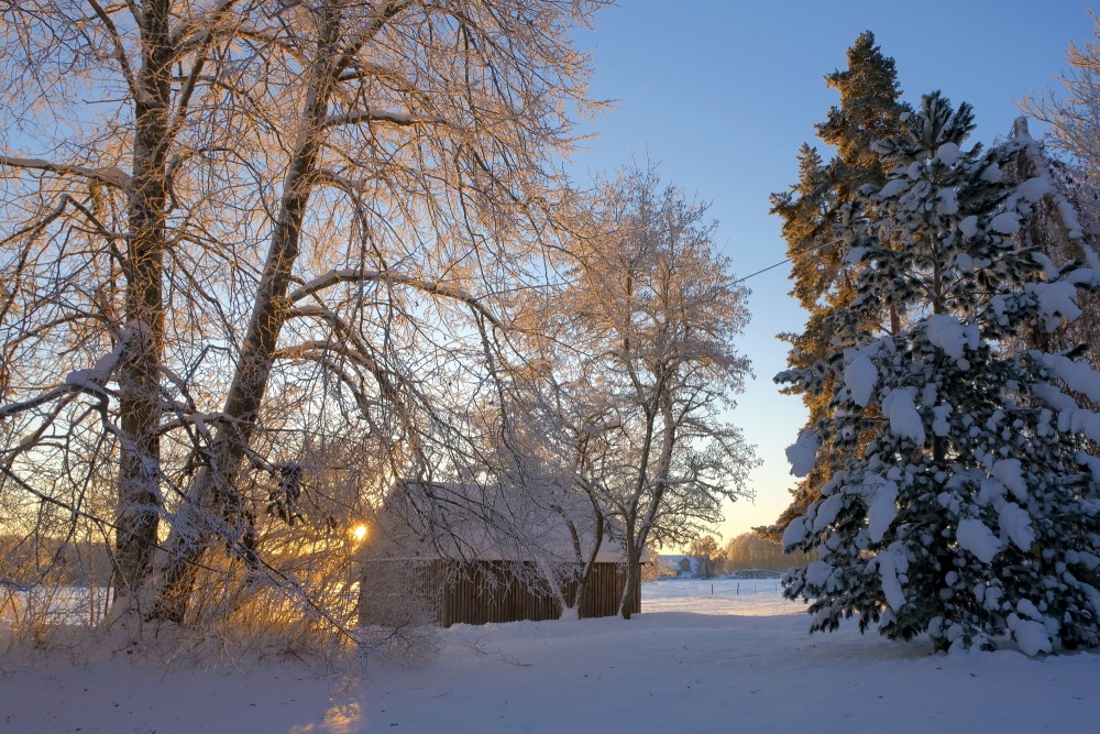 Winter Landscape