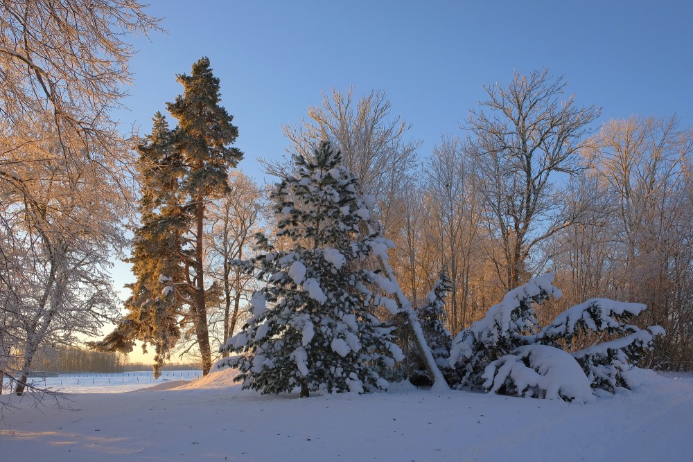 Ziemas ainava, apsniguši koki