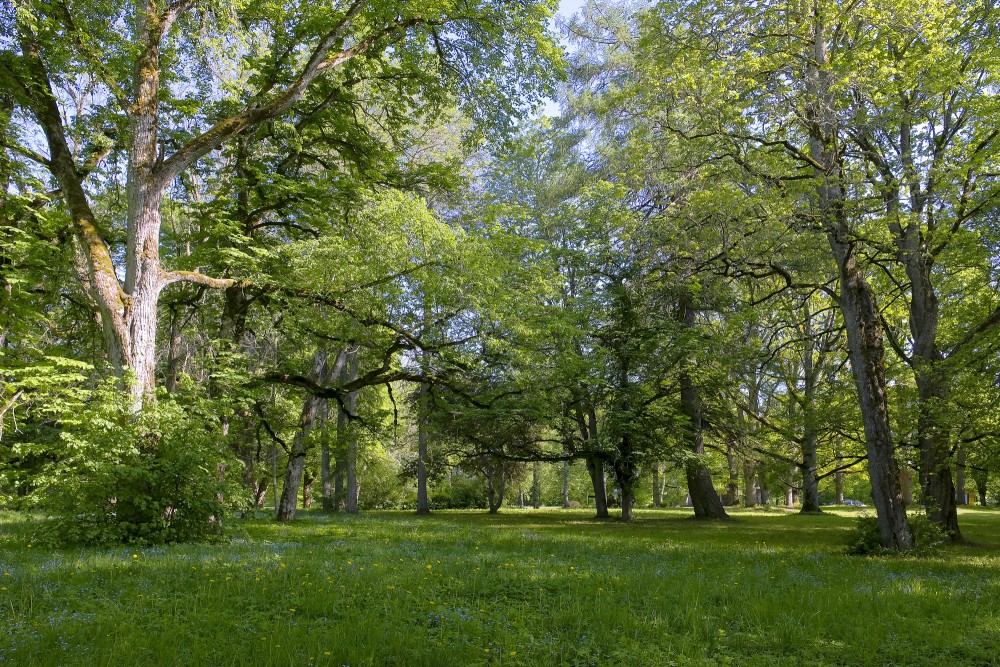Kazdanga Manor Park