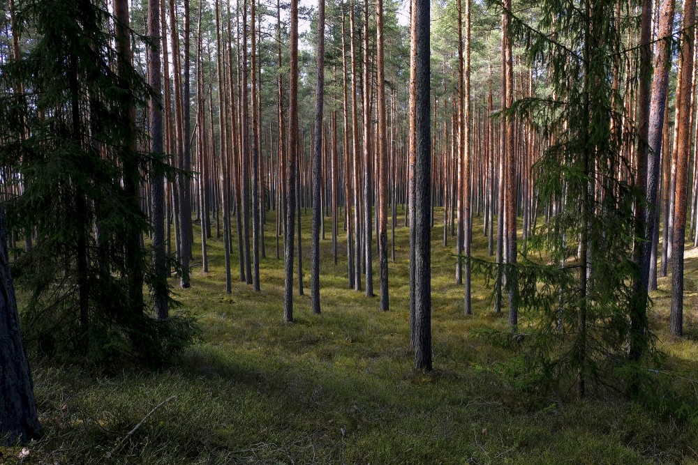 Pine Forest