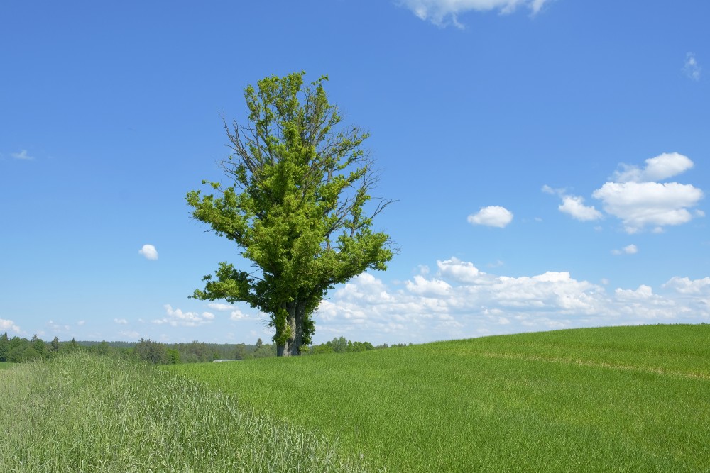 Landscape With Oak