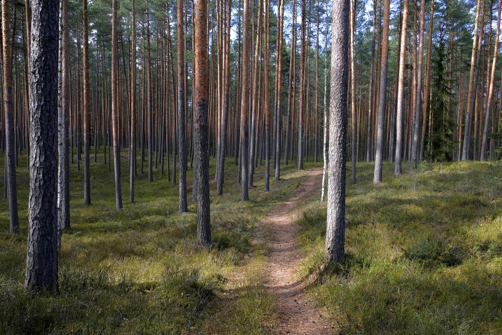 Forest Landscape in Spring
