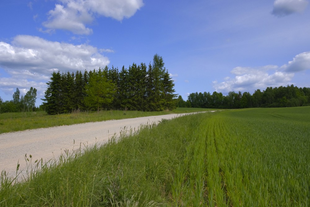 Rural Landscape with Road