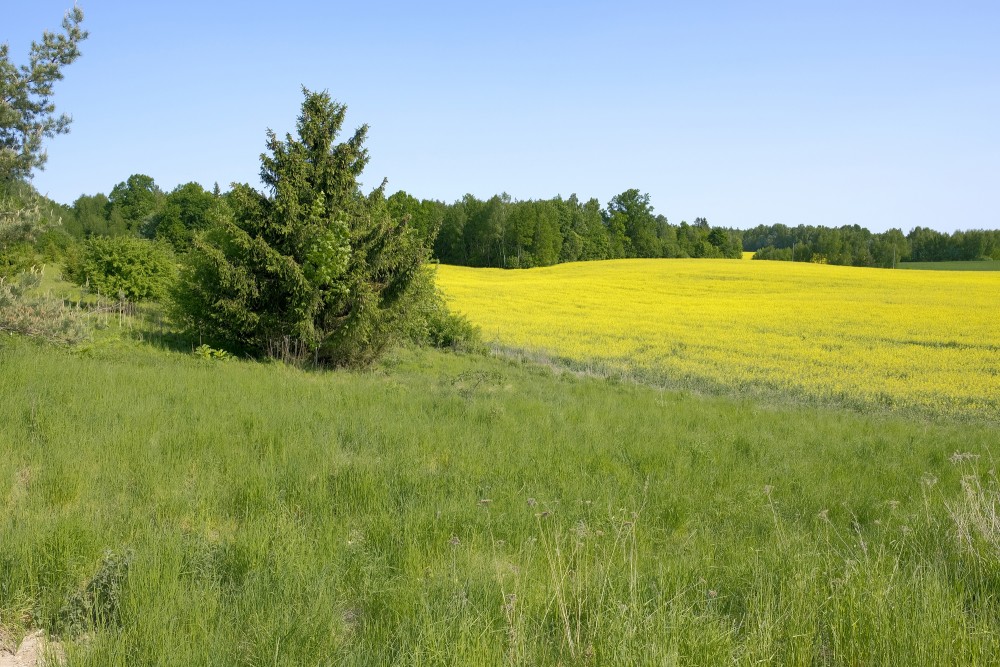 Rural Landscape, Canola Field