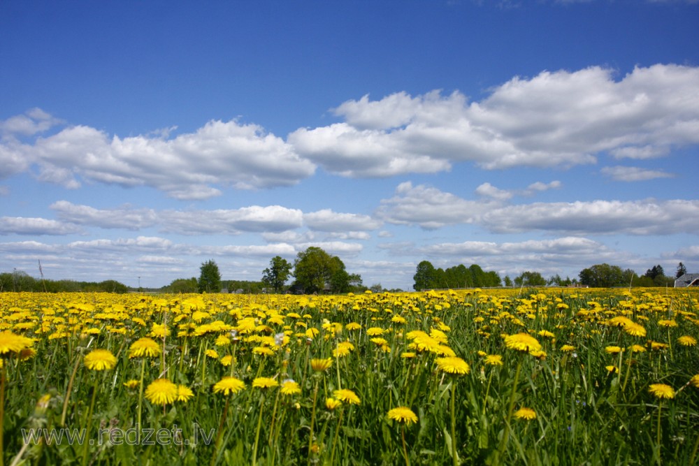 Dandelion Flower Nature 