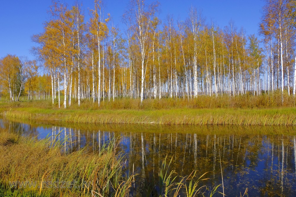 Birch Grove in Autumn