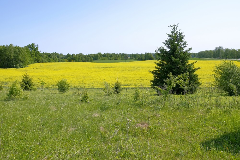 Rural Landscape, Rape, Norway spruce