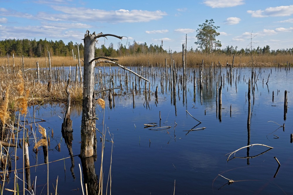 Natural Peat Pits In The Ķemeri Bog